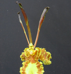 Oncidium (Psy.) Mariposa - Image 2