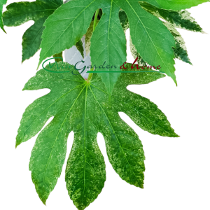 FATSIA JAPONICA VARIEGATA - Image 2