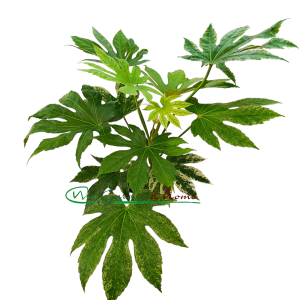 FATSIA JAPONICA VARIEGATA - Image 1