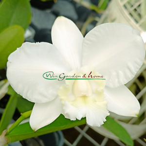 Cattleya Dolosa var. alba - Image 3