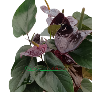 ANTHURIUM JAMBO BLACK