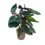 ANTHURIUM JAMBO BLACK