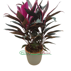 CORDYLINE TANGO - Image 1