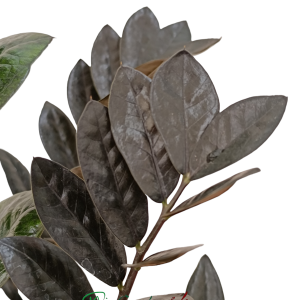 ZAMIOCULCAS RAVEN - Image 2