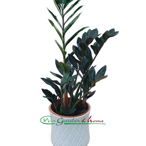 ZAMIOCULCAS RAVEN - Image 1