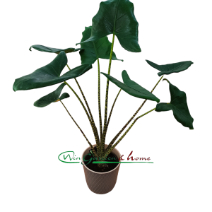 ALOCASIA ZEBRINA TIGRINA - Image 2