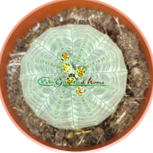 EUPHORBIA OBESA - Image 2