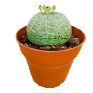 EUPHORBIA OBESA - Image 3