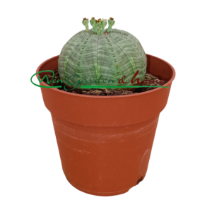 EUPHORBIA OBESA - Image 1