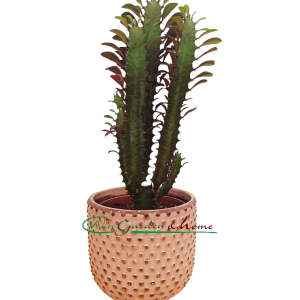 EUPHORBIA TRIGONA RUBRA - Image 1