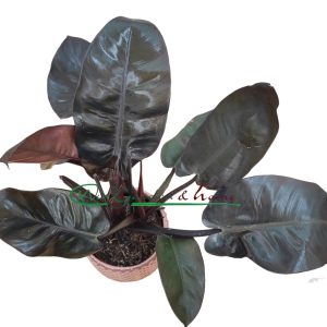 PHILODENDRON BURGUNDY PRINCESS - Image 2