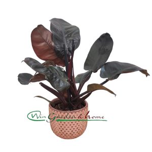 PHILODENDRON BURGUNDY PRINCESS - Image 1