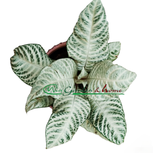 APHELANDRA WHITE WASH - Image 3