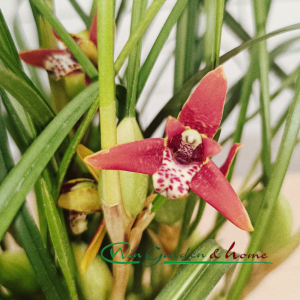 MAXILLARIA TENUIFOLIA VARIEGATA - Image 2