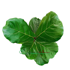 FICUS LYRATA - Image 3