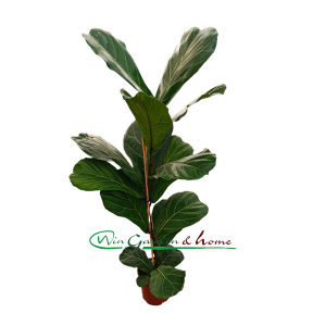 FICUS LYRATA - Image 1