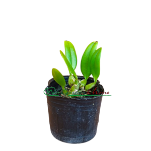 Bulbophyllum flaviflorum