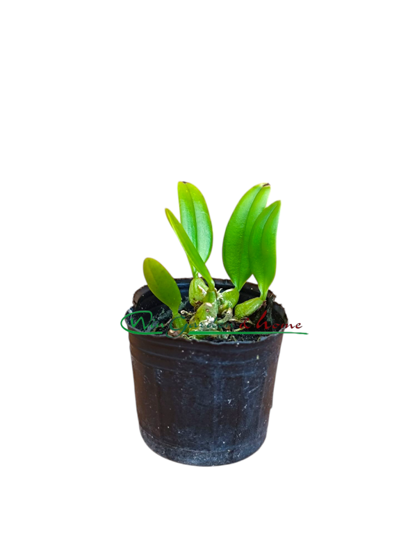 Bulbophyllum flaviflorum