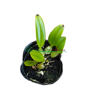 Bulbophyllum flaviflorum