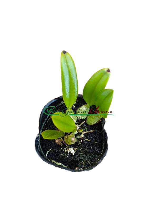 Bulbophyllum flaviflorum