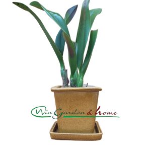 Rhyncatlaelia Taiwan Firecracker Popcorn - Image 1