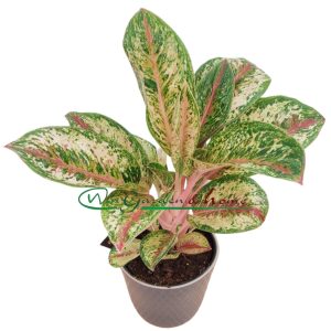 AGLAONEMA PAINTED CELEBRATION - Image 3