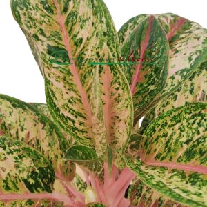 AGLAONEMA PAINTED CELEBRATION - Image 2