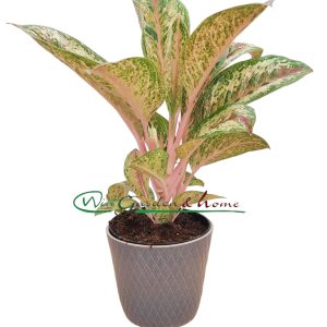 AGLAONEMA PAINTED CELEBRATION - Image 1