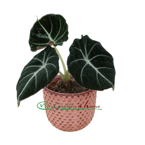 ALOCASIA BLACK VELVET - Image 1