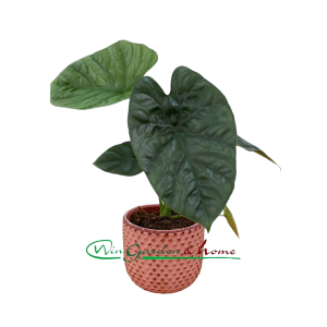 ALOCASIA LUKIWAN (Lucky One) - Image 1