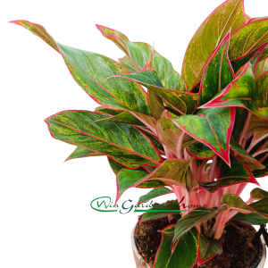 AGLAONEMA JUNGLE RED - Image 3