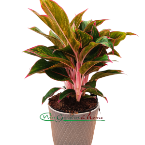 AGLAONEMA JUNGLE RED - Image 1