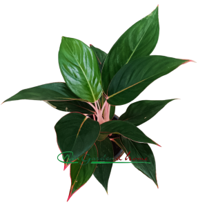 AGLAONEMA MISTERIO - Image 3