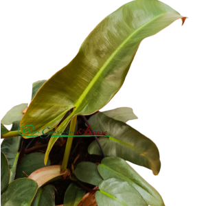 PHILODENDRON ATABAPOENSE SILVER - Image 2