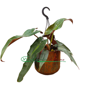 PHILODENDRON ATABAPOENSE SILVER - Image 1