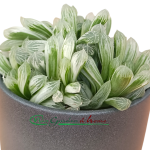 HAWORTHIA CYMBIFORMIS