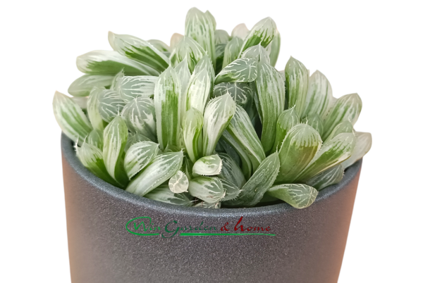 HAWORTHIA CYMBIFORMIS