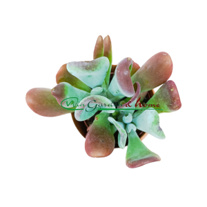 KALANCHOE LUCIAE ORICULA - Image 2