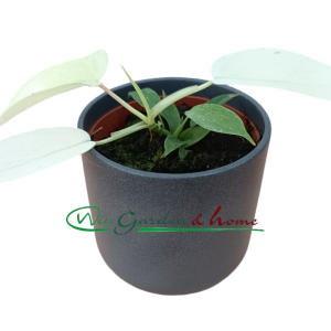 PHILODENDRON FLORIDA GHOST - Image 1