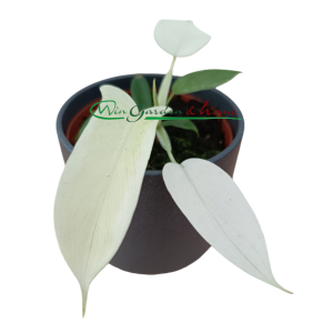 PHILODENDRON FLORIDA GHOST - Image 3