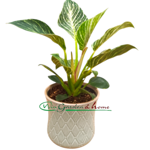 PHILODENDRON FROSTY - Image 1