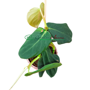 PHILODENDRON GIGAS - Image 2