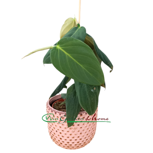 PHILODENDRON GIGAS - Image 3