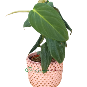 PHILODENDRON GIGAS - Image 1