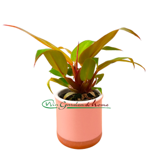 PHILODENDRON PRINCE OF ORANGE - Image 2