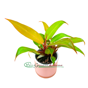 PHILODENDRON PRINCE OF ORANGE - Image 1