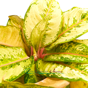 AGLAONEMA CORN SILK