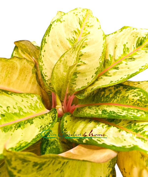 AGLAONEMA CORN SILK