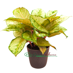 AGLAONEMA CORN SILK