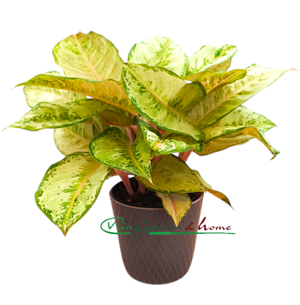 AGLAONEMA CORN SILK